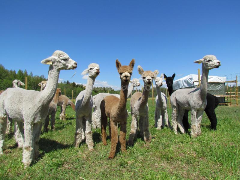 Alpaca farm near Pärnu, Estonia looking for a helping hand - workaway.info
