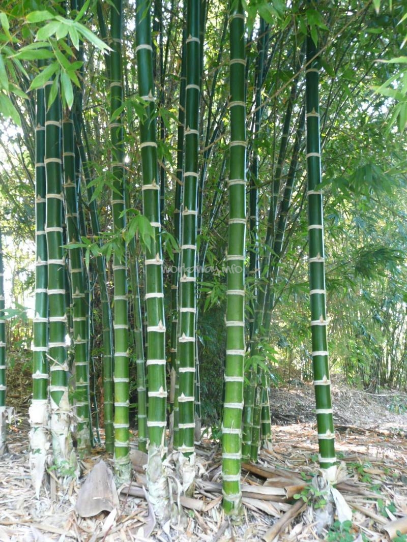 Tropical Bamboo Garden